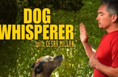 el encantador de perros