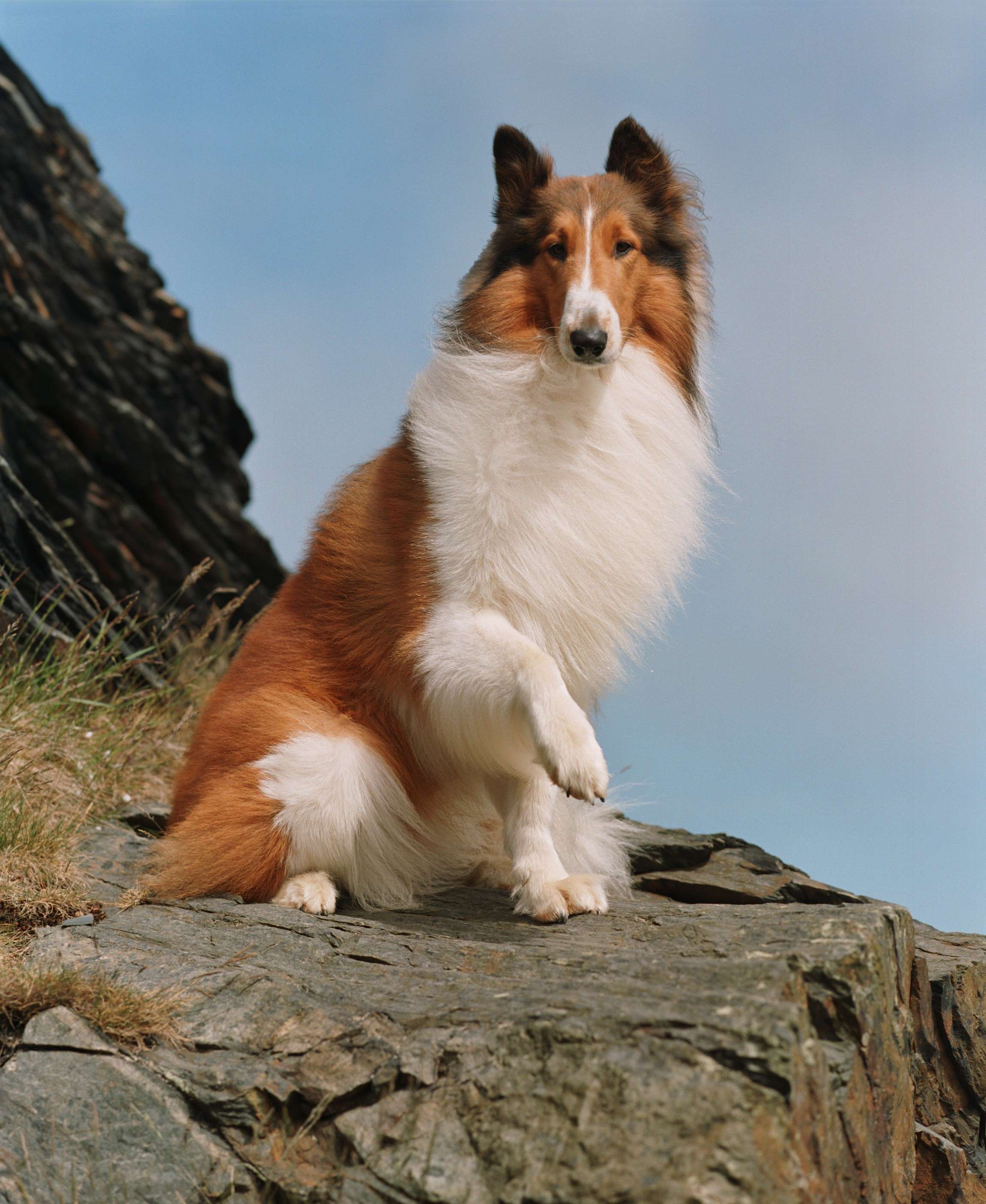 la razza del mitico lassie