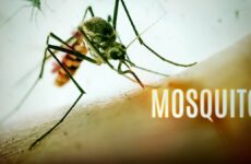 documental mosquito