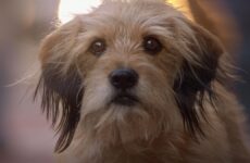 pelicula benji netflix