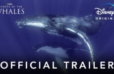 secretos de las ballenas disney plus