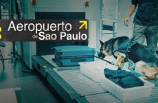 aeropuerto de sao paulo discovery